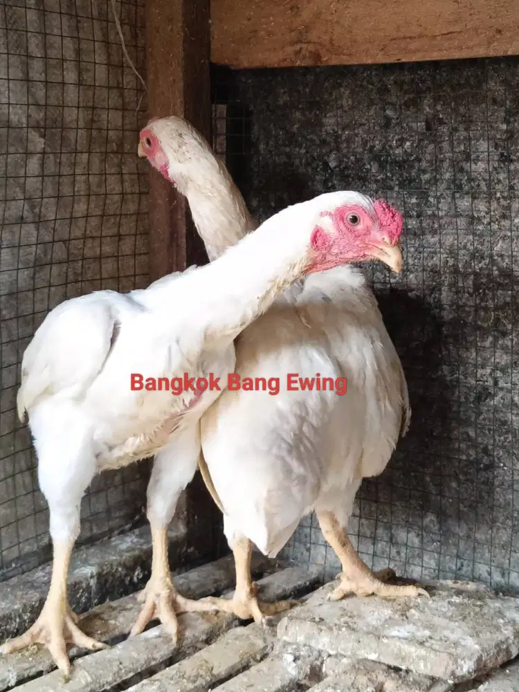 Ayam Bangkok Edisi Sepasang Ko-SHAMO ORI