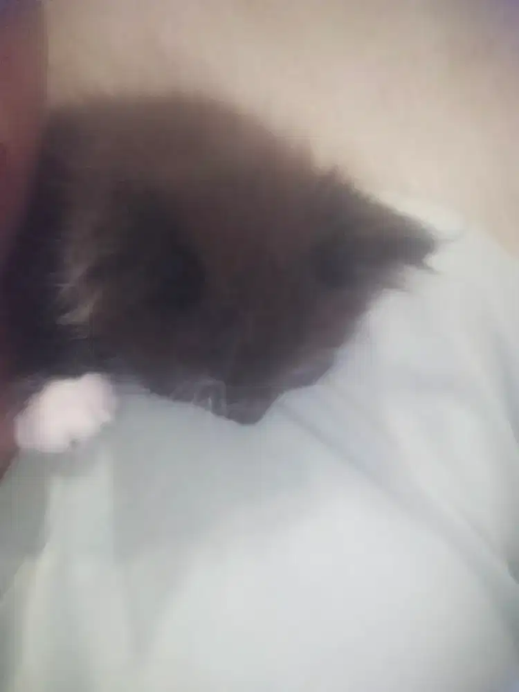 Kucing kitten Persia
