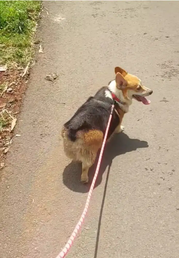 Pembroke welsh corgi Indukan tricolor