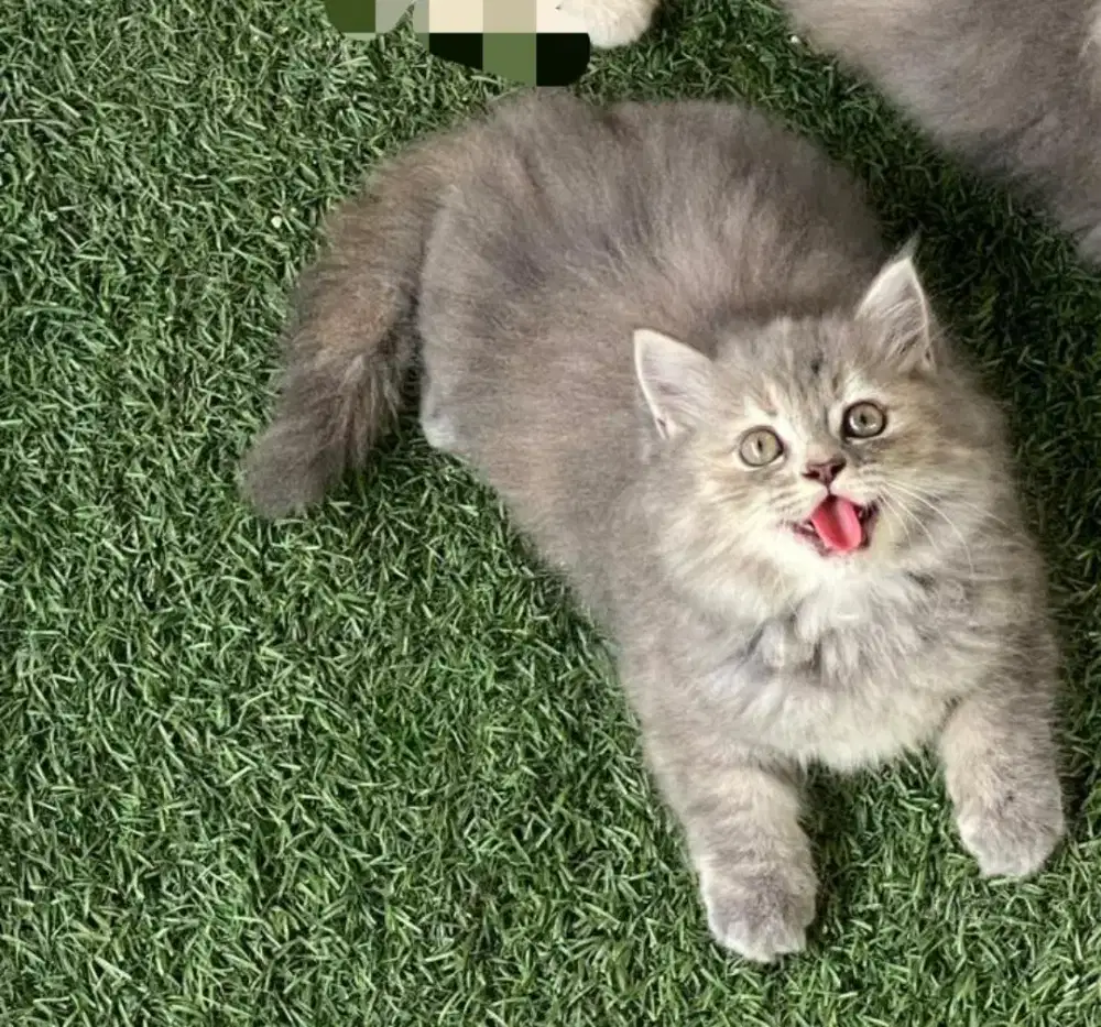 kucing kitten anakan anggora persia ragdoll himalaya mainecoon bsh