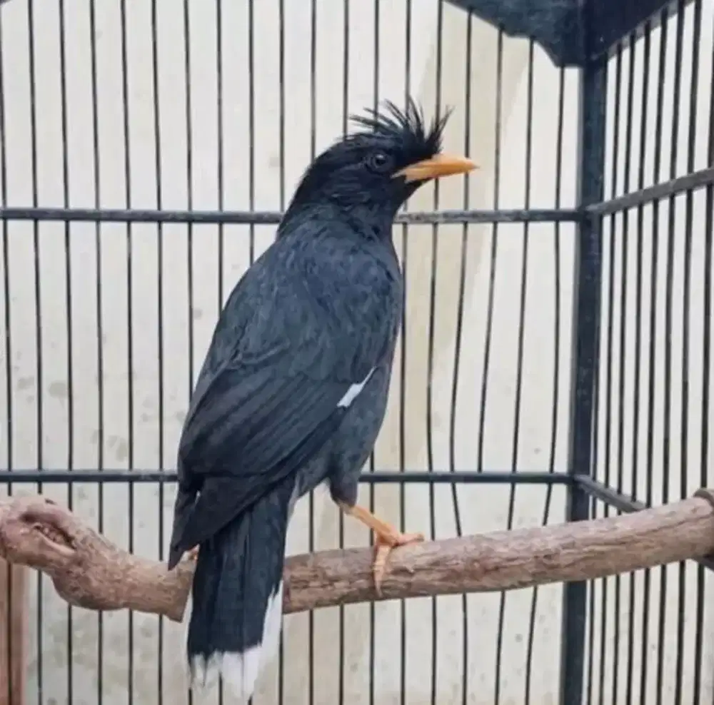 Jalak kebo thailand mulus sudah gacor nyatpam