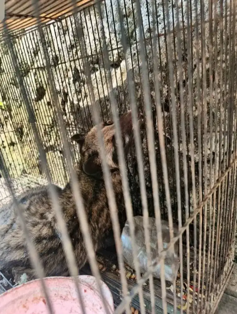 Musang pandan semi jinak