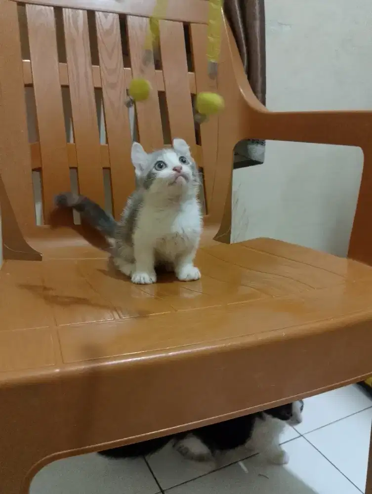 Kucing Munchkin kinkalow/kaki pendek Curly/cebol curl