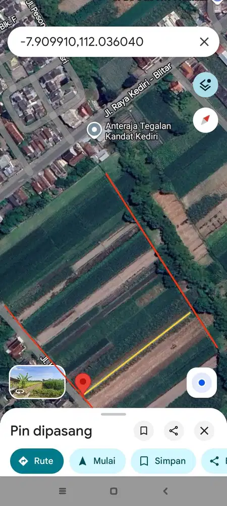 Sawah pertanian