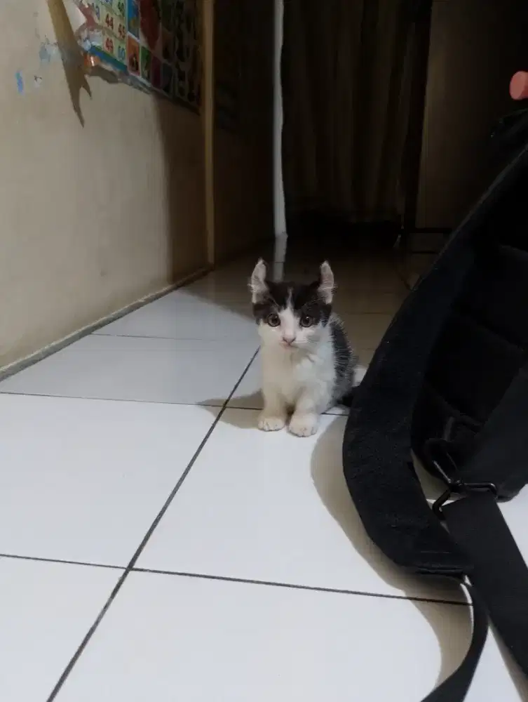 Kucing Munchkin kinkalow/cebol Curly/kaki pendek curl