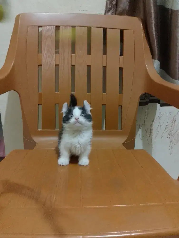 Kucing Munchkin kinkalow/cebol Curly BSH/kaki pendek curl British