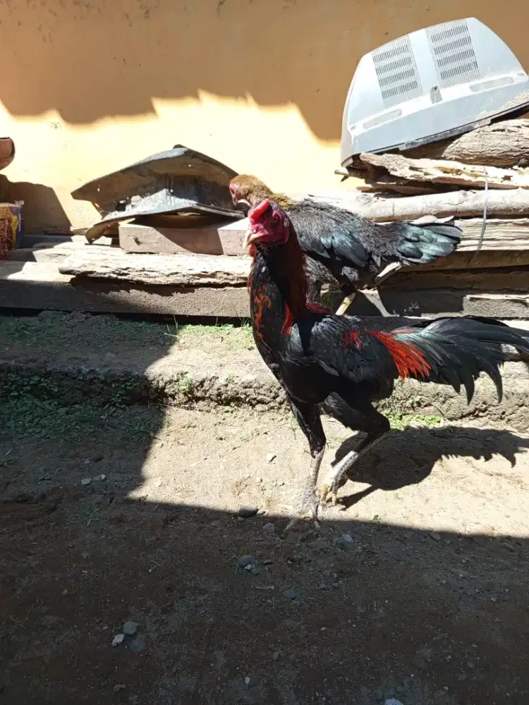 Ayam jantan jenis bk