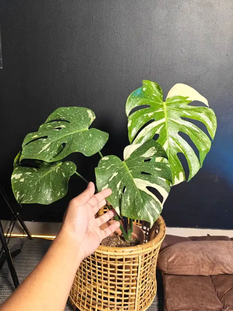 Tanaman Monstera Thai Constellation