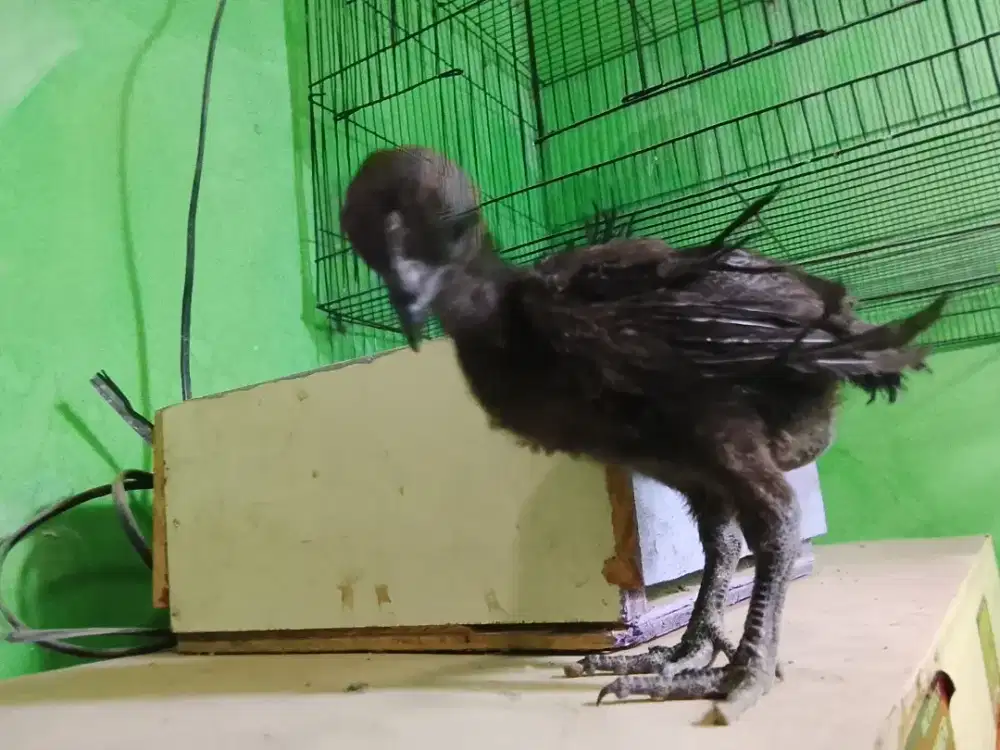 Ayam cemani lidah hitam