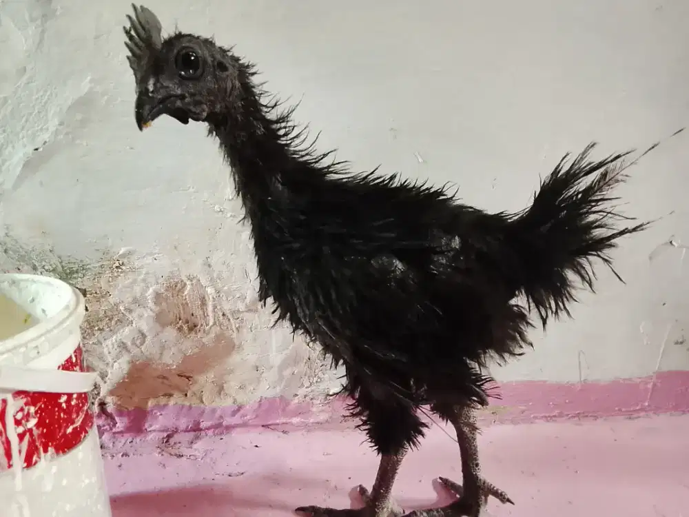 Ayam cemani lidah hitam Tangerang Jatiuwung