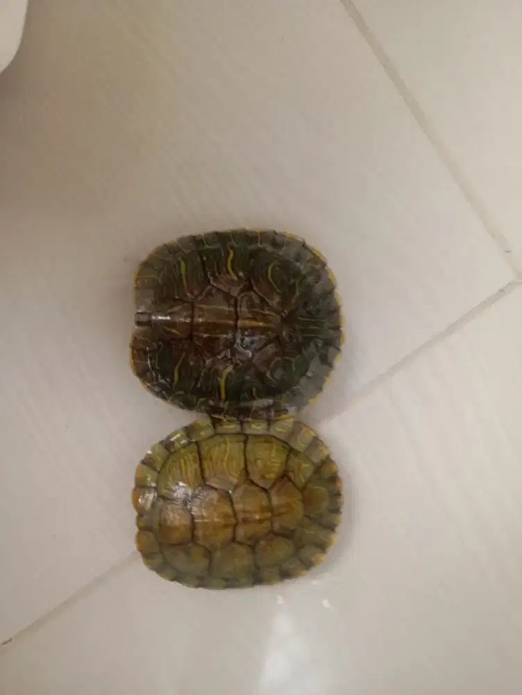 Kura Brazil assorted size