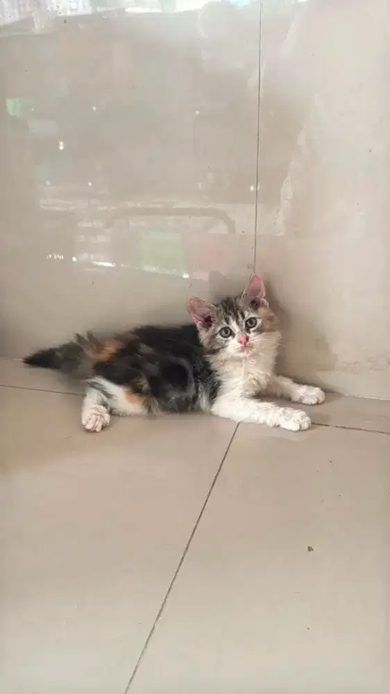Kucing kitten ras calico betina