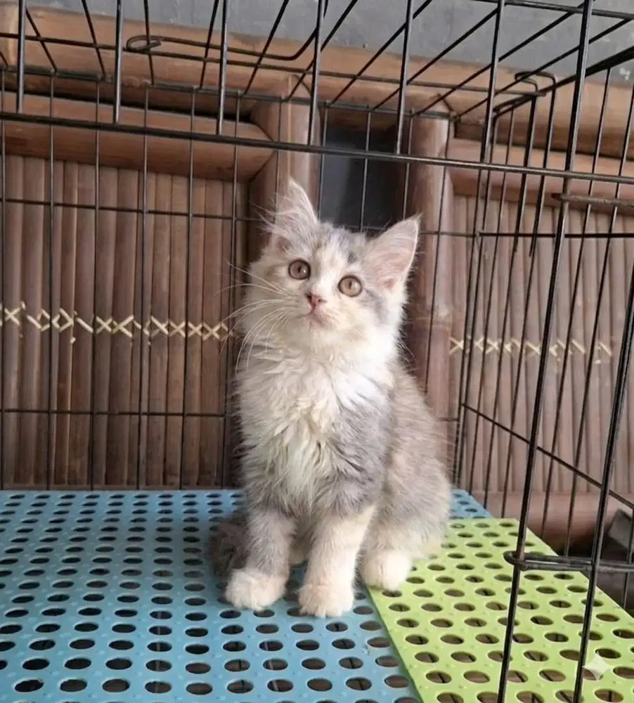 Kitten Persia Calico
