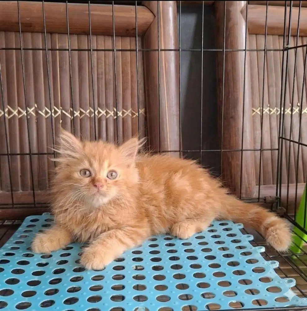 Kitten Persia Oren