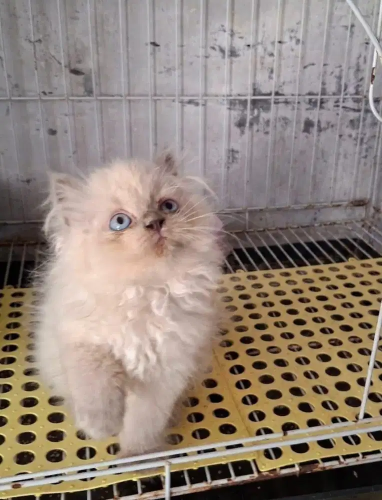 Kitten Persia Himalaya
