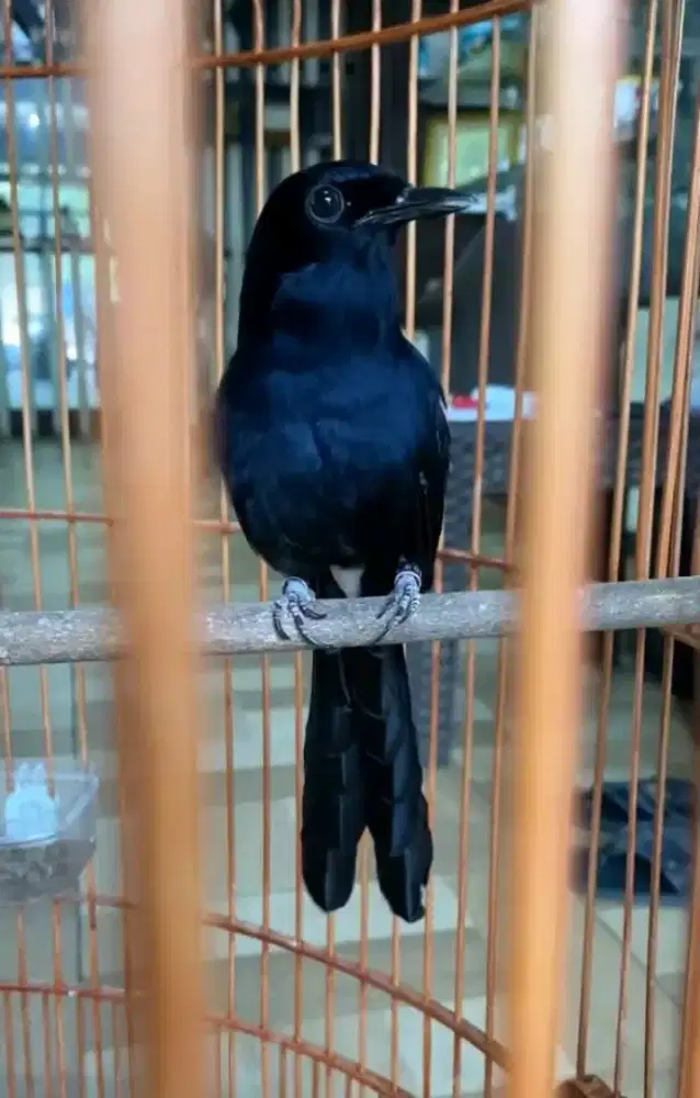 Murai black shama jantan