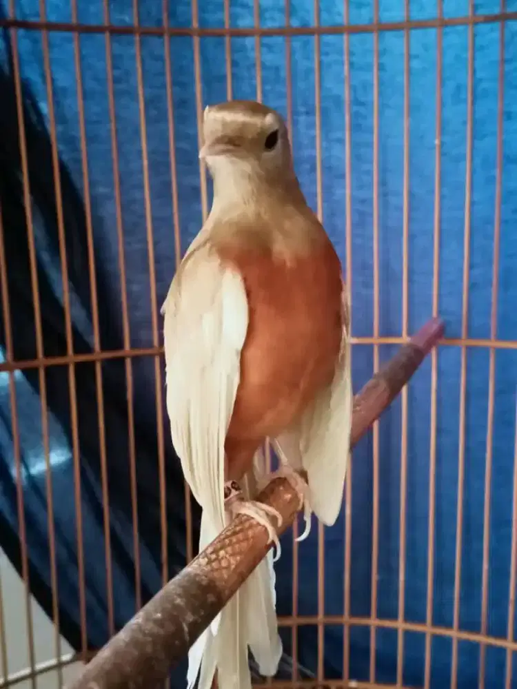 Murai golden shama jantan