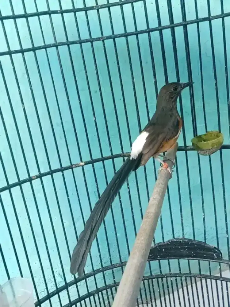 Murai betina ekor 18cm siapan