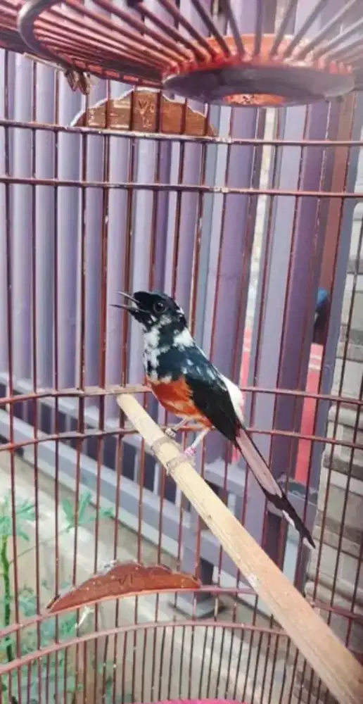 Murai brolok jantan gacor
