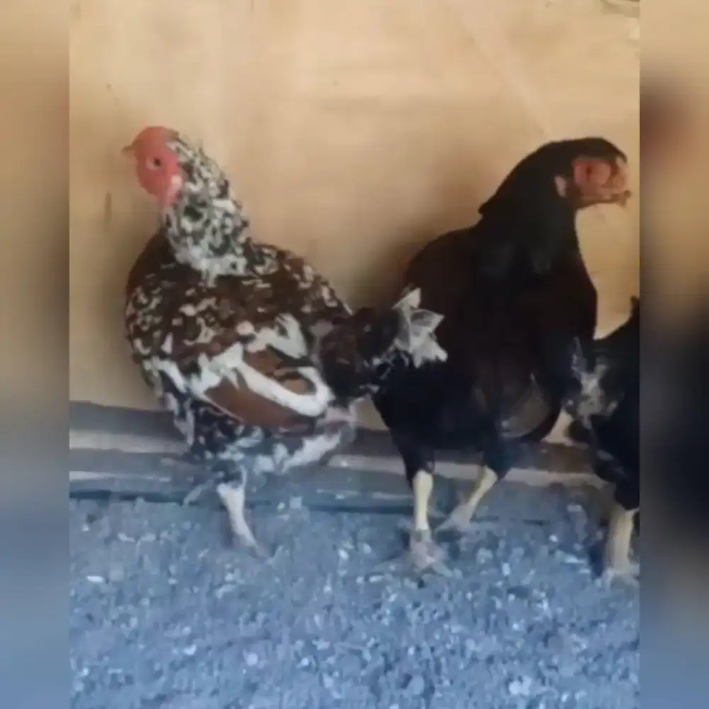 ayam/ayam hias/bantam cornish/