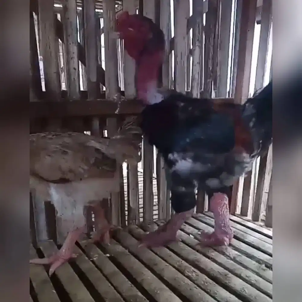 ayam/ayam hias/dong tao/ayam kaki gajah