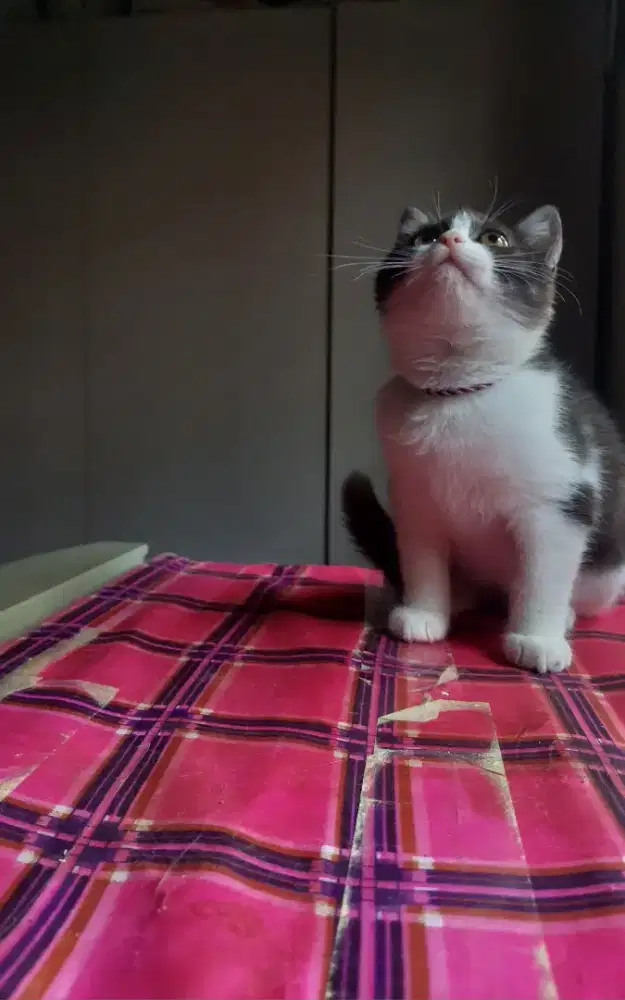 British Short Hair | scottish | munchkin