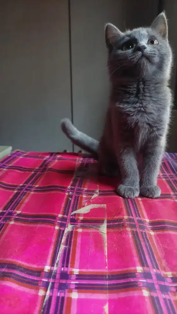 British Short Hair | scottish fold