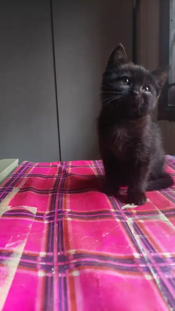British Short Hair | Scottish Fold | munckhin