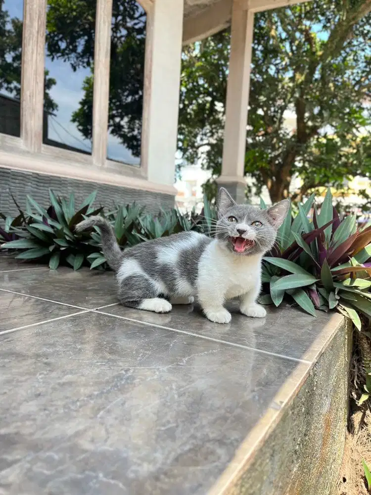 Kitten munchkin bsh british shorthair kucing