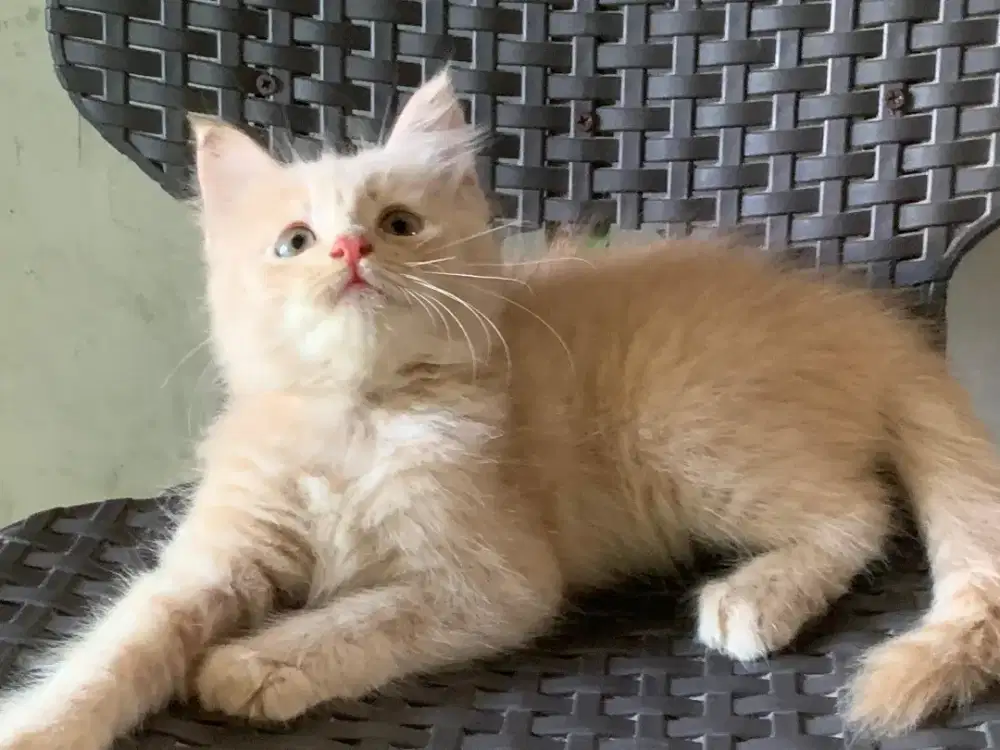 Persia kitten creamy