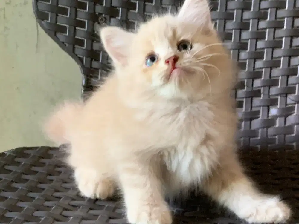 Persia kitten creammm