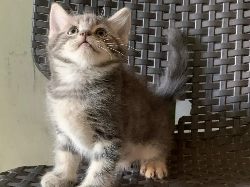Persia kitten abu