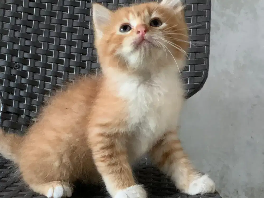 Persia kitten oyen putih