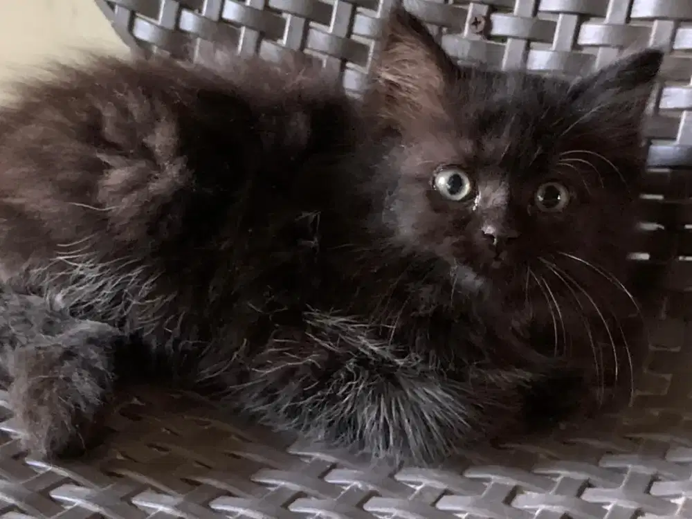 Persia kitten hitam