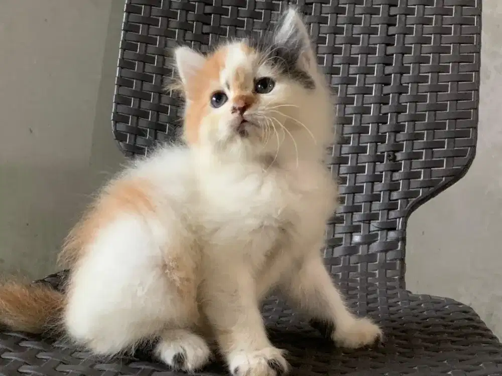 Persia kitten calico
