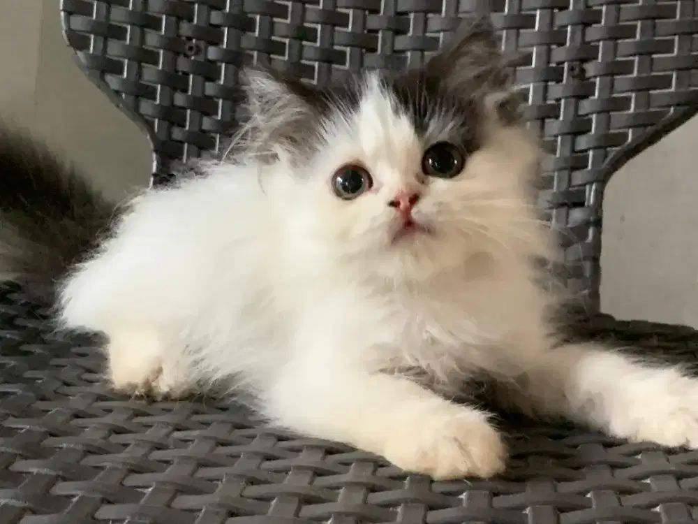 Persia kitten putih hitam