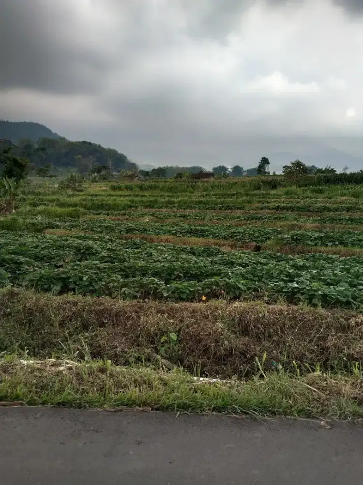 Tanah cempoko limo pacet cocok untuk villa 600 MdpL