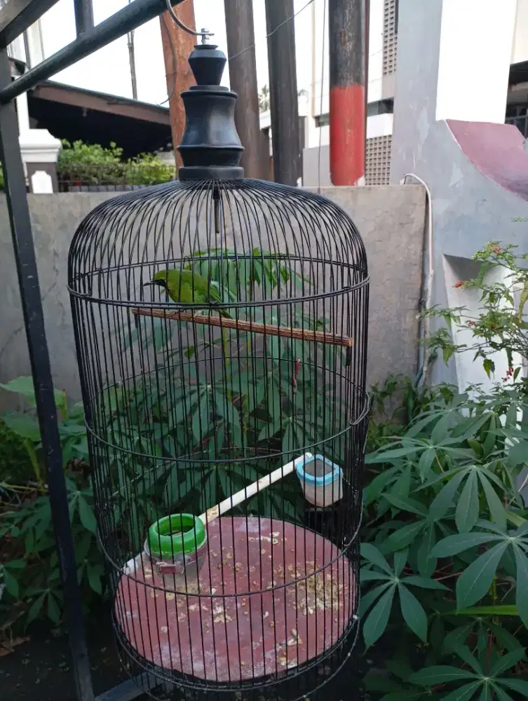 Burung klangenan receh