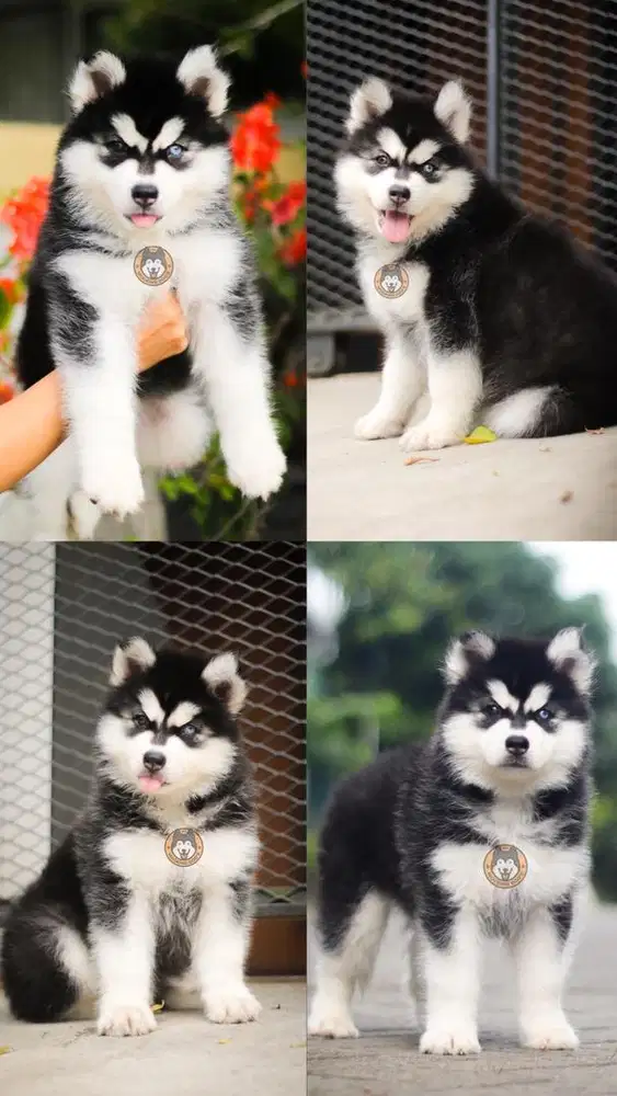 Siberian Husky Puppy