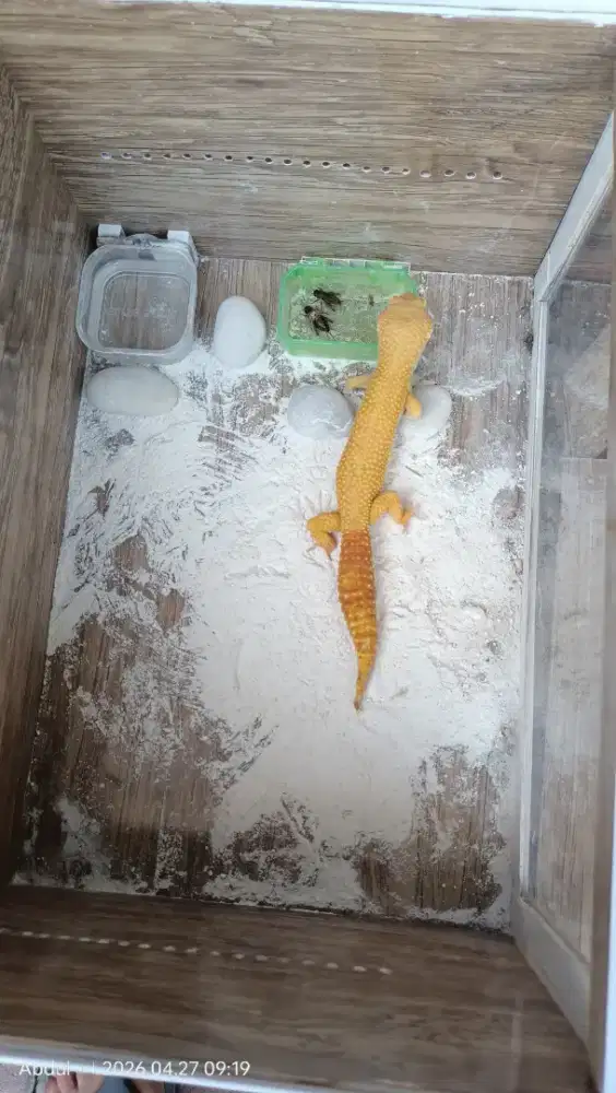 Gecko Sunglow Super Giant