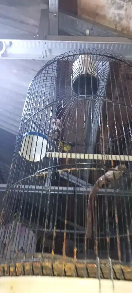 Burung kecil bersuara