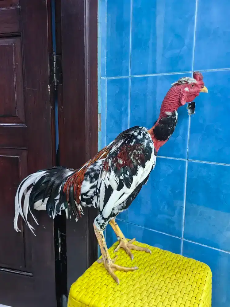 Lancuran ayam saigon blorok