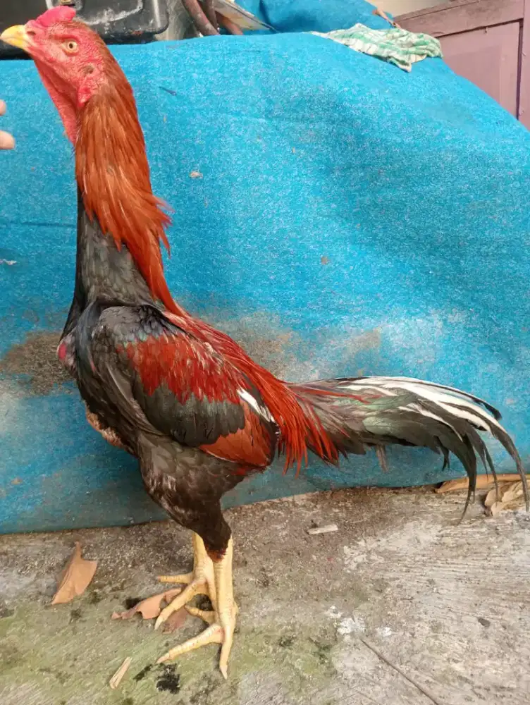 Ayam bangkok klasik Sola kontrol punya pukul jiling