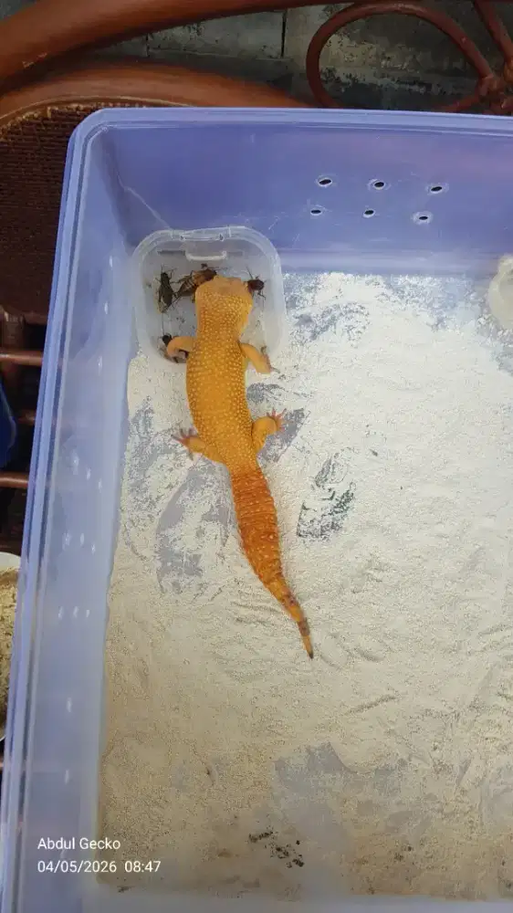 Gecko Super Sunglow Super Giant