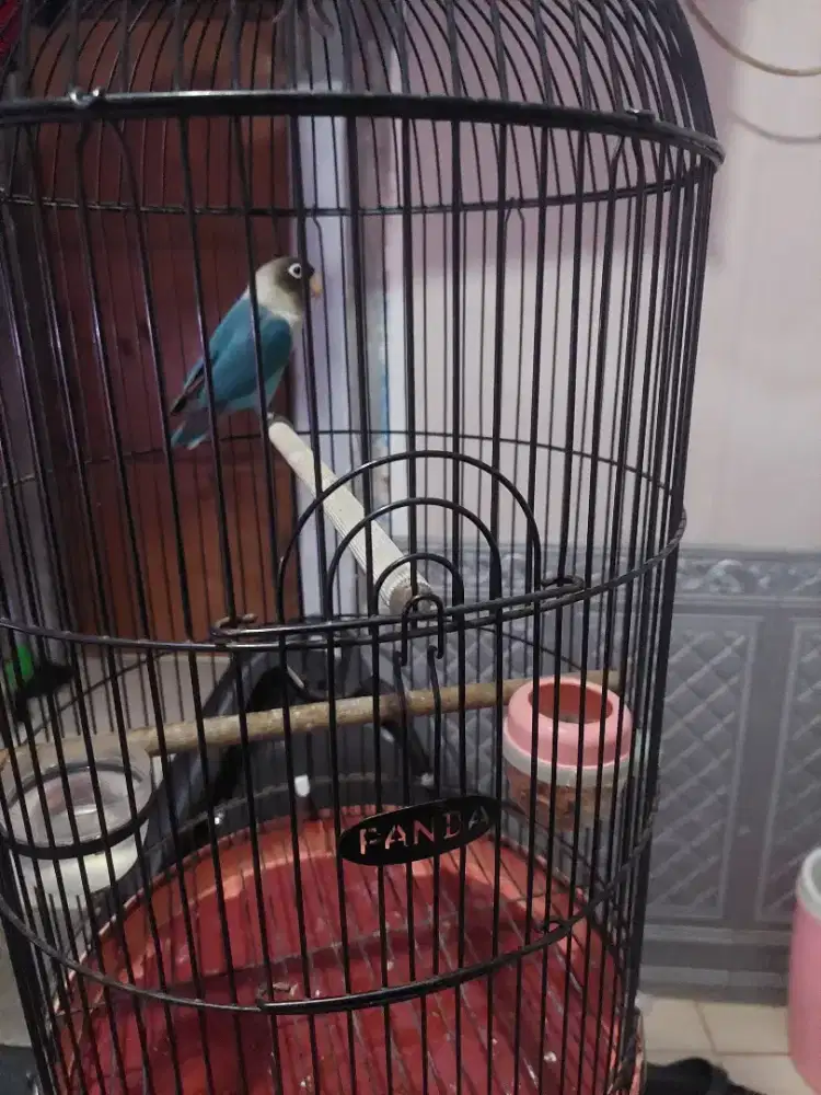 Lovebird fullset
