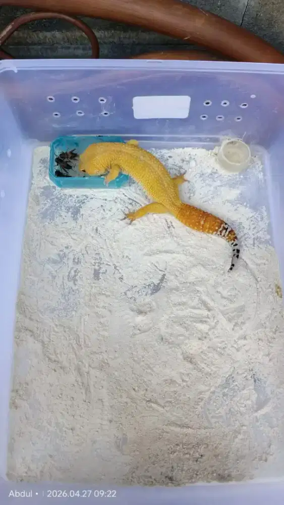 Gecko Super Giant