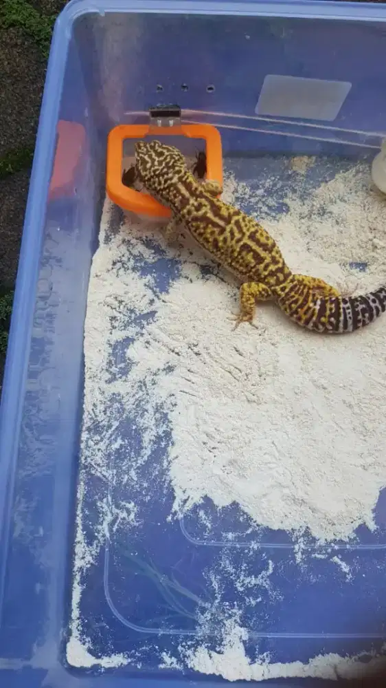 Gecko Macksnow super giant