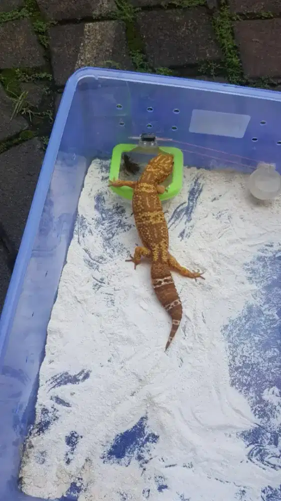 Gecko Lavender Macksnow