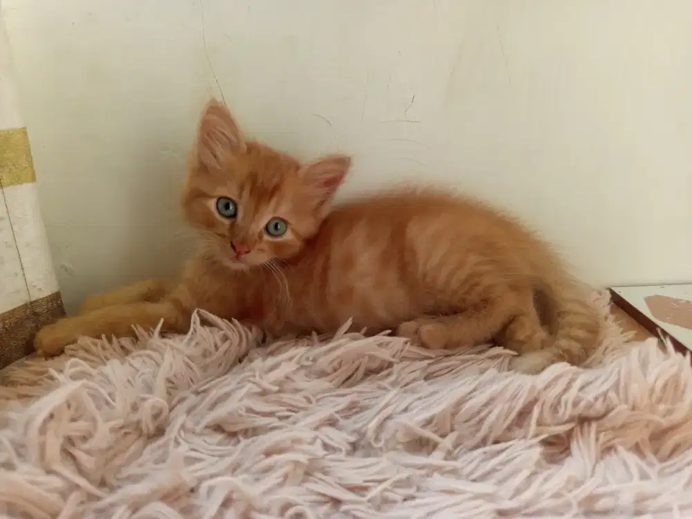 Kucing orange mixdome bulu panjang, lebat