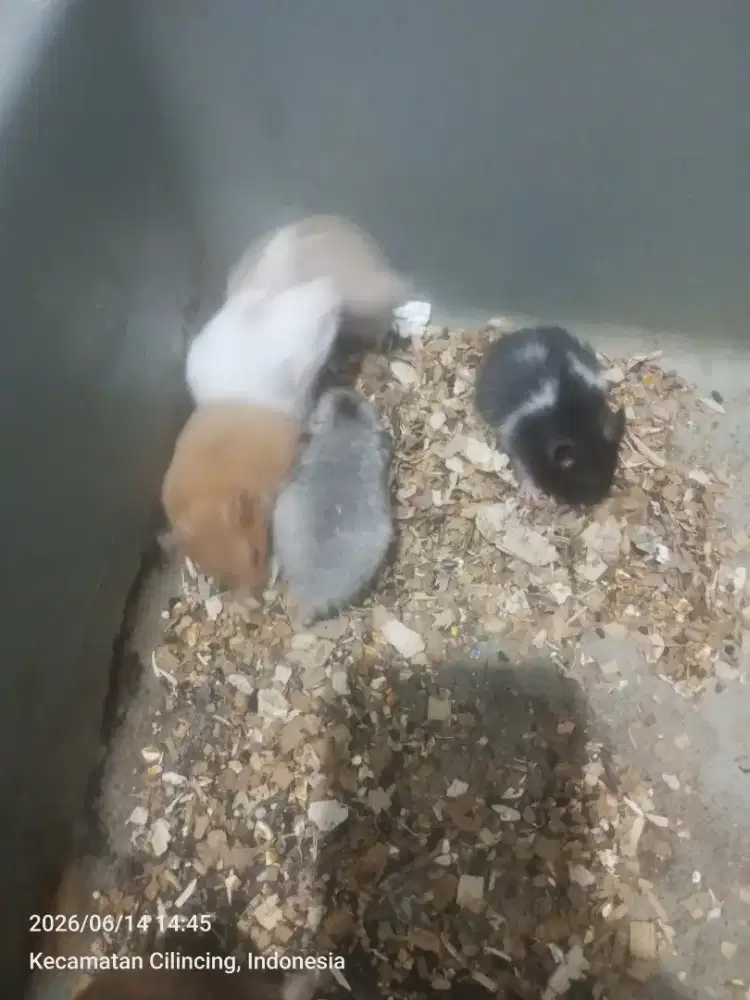 Hamster syrian siapan
